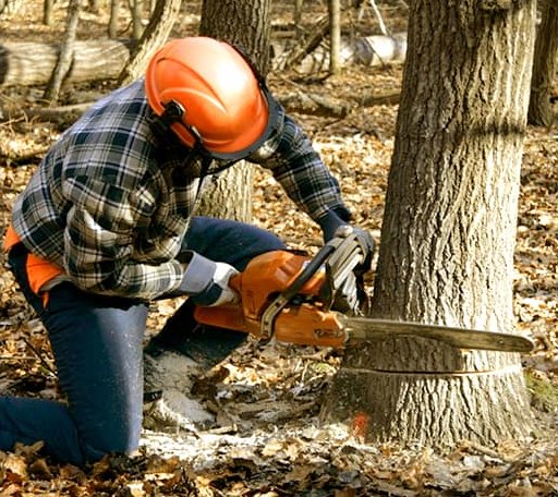 Tree Removal in Trout, LA
